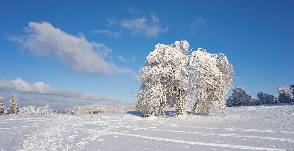 A snowy field in winter, with a large tree covered in frost.